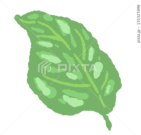 バジルの手書き風カラーイラスト素材（フレーム・リース・パターンなど） 135325996