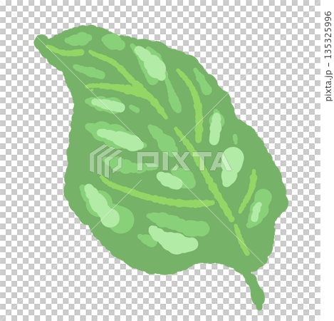 バジルの手書き風カラーイラスト素材（フレーム・リース・パターンなど） 135325996