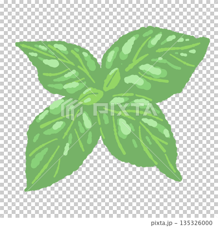 Hand-drawn color illustrations of basil (frames, wreaths, patterns, etc.) Hand-drawn color illustrations of basil (frames, wreaths, patterns, etc.) 135326000