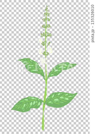 バジルの手書き風カラーイラスト素材(フレーム・リース・パターンなど) バジルの手書き風カラーイラスト素材(フレーム・リース・パターンなど) 135326010