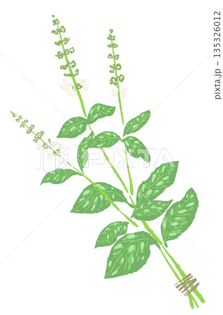 バジルの手書き風カラーイラスト素材（フレーム・リース・パターンなど） 135326012