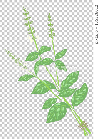 バジルの手書き風カラーイラスト素材（フレーム・リース・パターンなど） 135326012