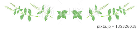 バジルの手書き風カラーイラスト素材(フレーム・リース・パターンなど) バジルの手書き風カラーイラスト素材(フレーム・リース・パターンなど) 135326019