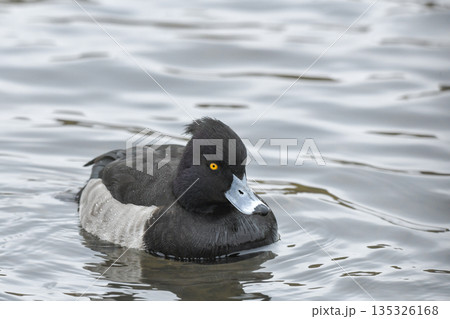 キンクロハジロ キンクロハジロ 135326168