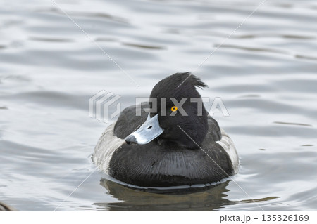キンクロハジロ キンクロハジロ 135326169