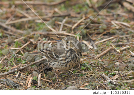 タヒバリ タヒバリ 135326315