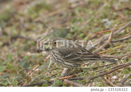 タヒバリ タヒバリ 135326322