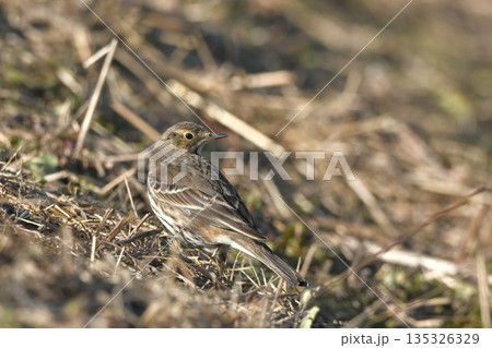 タヒバリ 135326329