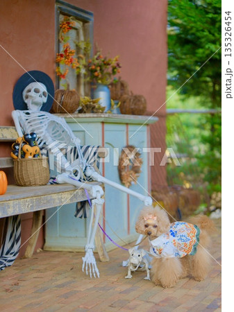 ハロウィンとトイプードル ハロウィンとトイプードル 135326454