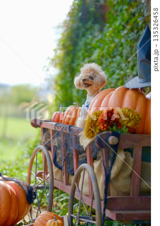 ハロウィンとトイプードル ハロウィンとトイプードル 135326458