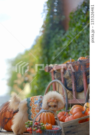 ハロウィンとトイプードル 135326461