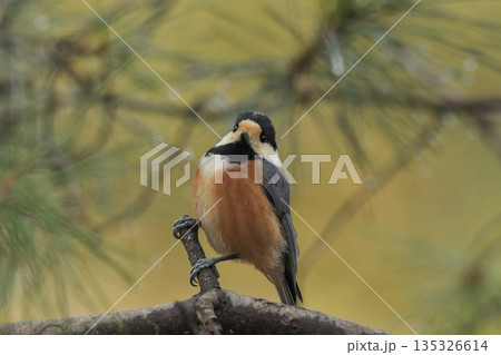 ヤマガラ 135326614