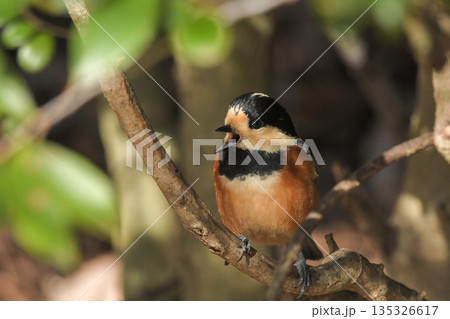 ヤマガラ 135326617