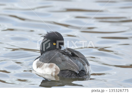 キンクロハジロ キンクロハジロ 135326775