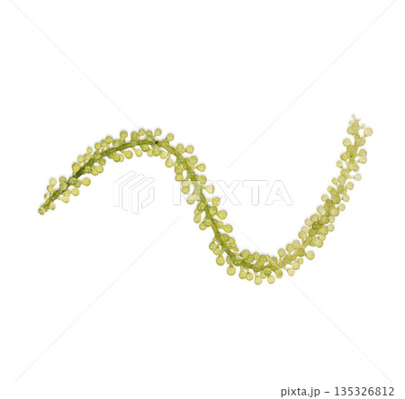 Seagrapes ( green caviar ) seaweed isolated on white background Seagrapes ( green caviar ) seaweed isolated on white background 135326812
