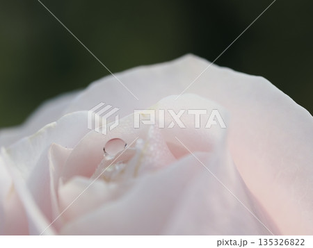バラ園にて白い薔薇の雫をマクロ撮影しました バラ園にて白い薔薇の雫をマクロ撮影しました 135326822