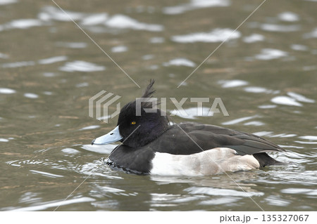 キンクロハジロ キンクロハジロ 135327067
