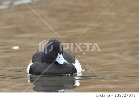 キンクロハジロ キンクロハジロ 135327075