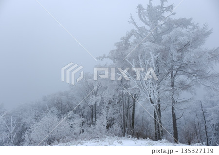 霧に包まれた雪の冬の森風景 霧に包まれた雪の冬の森風景 135327119