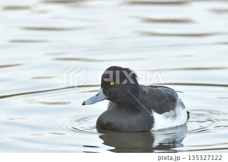 キンクロハジロ キンクロハジロ 135327122