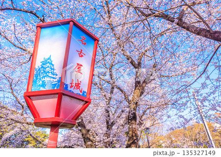 名古屋城桜まつりと春の提灯風景 名古屋城桜まつりと春の提灯風景 135327149