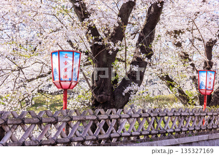 名古屋城桜まつりと春の提灯風景 135327169