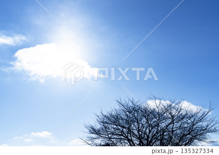 冬空と雲と木立 冬空と雲と木立 135327334