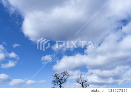 冬空と雲と木立 冬空と雲と木立 135327335