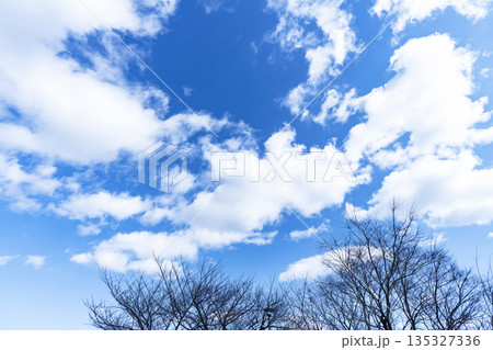 冬空と雲と木立 135327336