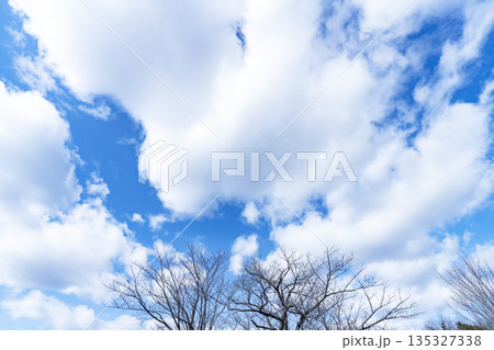 冬空と雲と木立 135327338