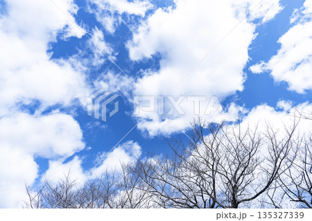 冬空と雲と木立 135327339