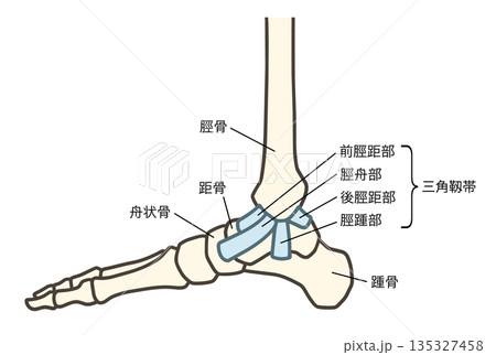 足の骨格の内側、足関節と三角靱帯 足の骨格の内側、足関節と三角靱帯 135327458