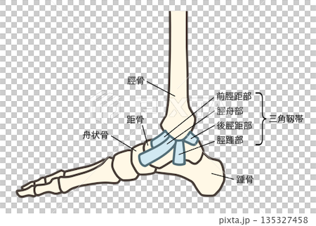 足の骨格の内側、足関節と三角靱帯 足の骨格の内側、足関節と三角靱帯 135327458