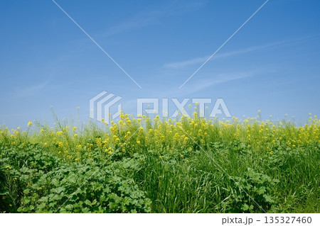 青空の下に広がる菜の花と春の草原 135327460