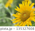 ヒマワリ畑のヒマワリの黄色い花をアップで撮影した写真 ヒマワリ畑のヒマワリの黄色い花をアップで撮影した写真 135327608