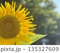 夏の日差しを浴びるヒマワリ 夏の日差しを浴びるヒマワリ 135327609