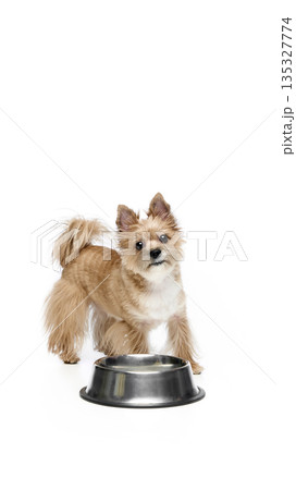 Small terrier dog waiting near metal bowl on white background. Small terrier dog waiting near metal bowl on white background. 135327774