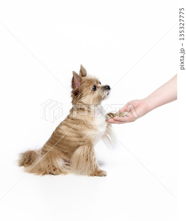 Yorkshire terrier giving a paw on white background. Yorkshire terrier giving a paw on white background. 135327775