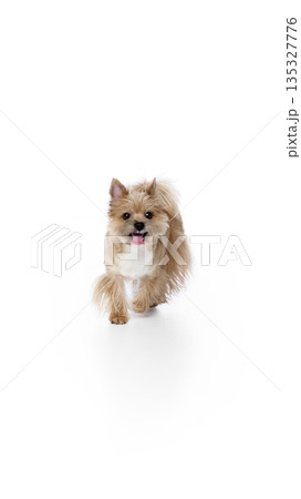 Small Yorkshire terrier walking on white background. Small Yorkshire terrier walking on white background. 135327776
