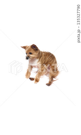 Small terrier dog jumping mid air on white background. 135327790
