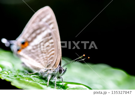 ウラナミシジミの顔 135327847