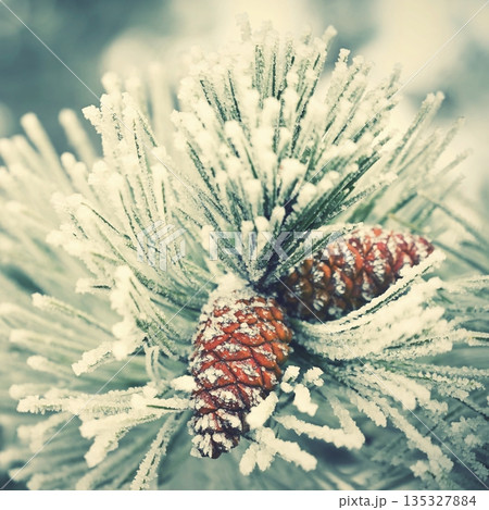 Frosted Pine Cones on Winter Branch. Frosted Pine Cones on Winter Branch. 135327884