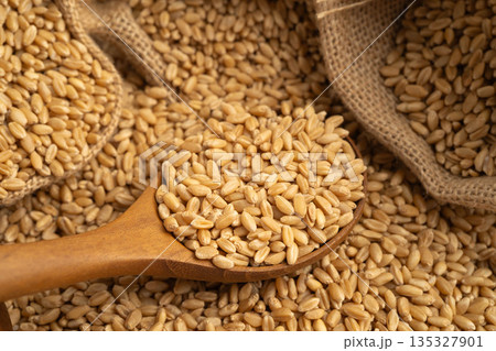 Wheat and grains ears agricultural, organic farm. Wheat and grains ears agricultural, organic farm. 135327901