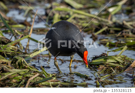 Common Moorhen (Gallinula chloropus (Linnaeus, 1758) along the shore. Common Moorhen (Gallinula chloropus (Linnaeus, 1758) along the shore. 135328115