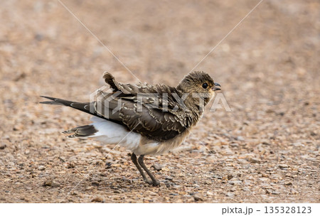 Oriental Pratincole The bill is short red with a black tip.  135328123
