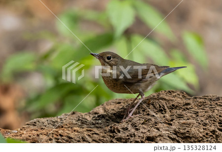 Siberian blue Robin One of the migratory birds that can be found in Thailand during the winter. 135328124