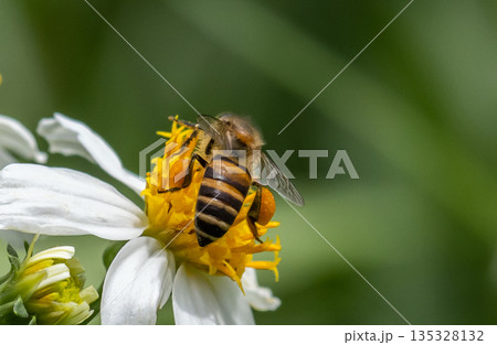 Bee on flower Macro Shot in garden. Bee on flower Macro Shot in garden. 135328132