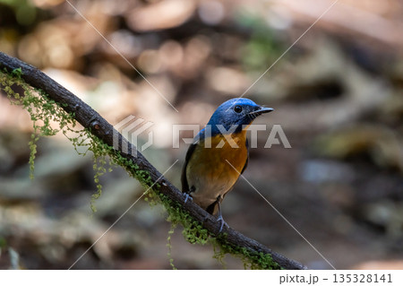 Chinese blue flycatcher (Cyornis glaucicomans) It is another bird with beautiful colors. 135328141