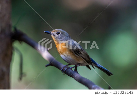 Chinese blue flycatcher (Cyornis glaucicomans) It is another bird with beautiful colors. 135328142