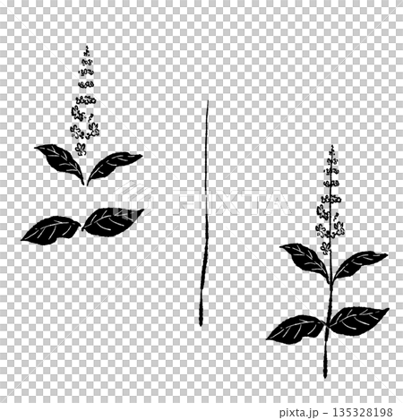 Hand-drawn monochrome illustrations of basil (frames, wreaths, patterns, etc.) Hand-drawn monochrome illustrations of basil (frames, wreaths, patterns, etc.) 135328198
